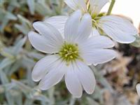 Cerastium grandiflorum (fam Caryophyllacees) (Balkans, Caucase) (6) (Photo F. Mrugala)